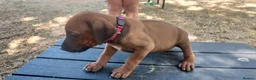 Rhodesian Ridgeback dogs for sale: Kc reg.health tested Rr puppies in Rugby - Advert 3
