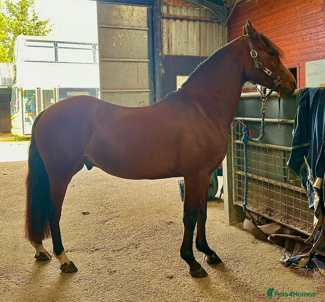 Other Breed horses for sale: Welsh x Hanovarian for sale   in Halkirk - Advert 2
