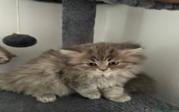 British Longhair cats for sale: British Long Hair Kittens - Image 15