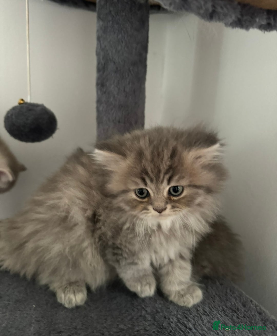 British Longhair cats for sale: British Long Hair Kittens - Image 15