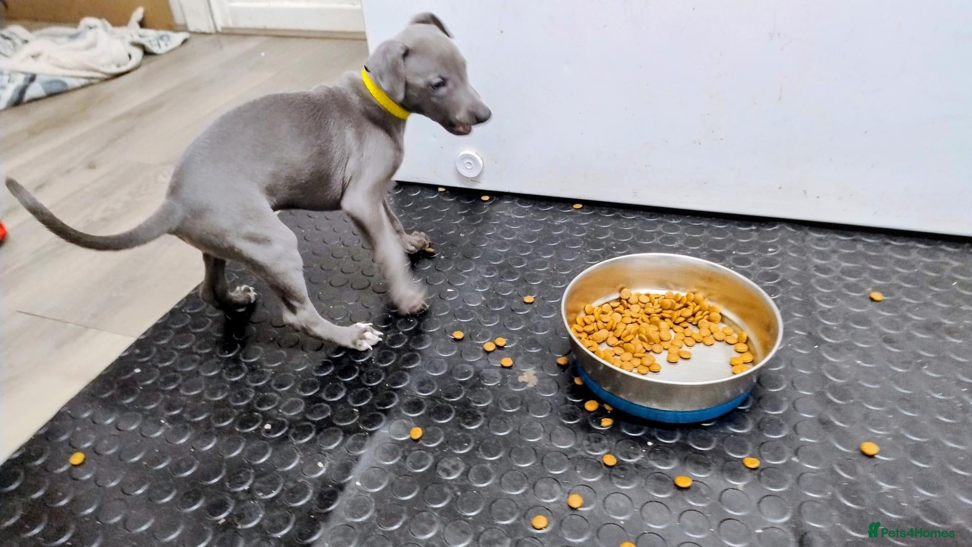 Whippet dogs Whippet KC Registered - (Solid) Blue Puppies - Advert 2