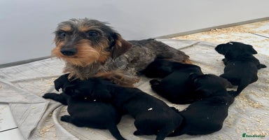 Dachshund dogs - Advert 11