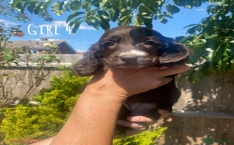 Cocker Spaniel dogs - Advert 16