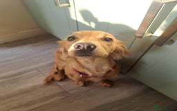 Cocker Spaniel dogs for sale: Cocker spaniel girl  - Image 1