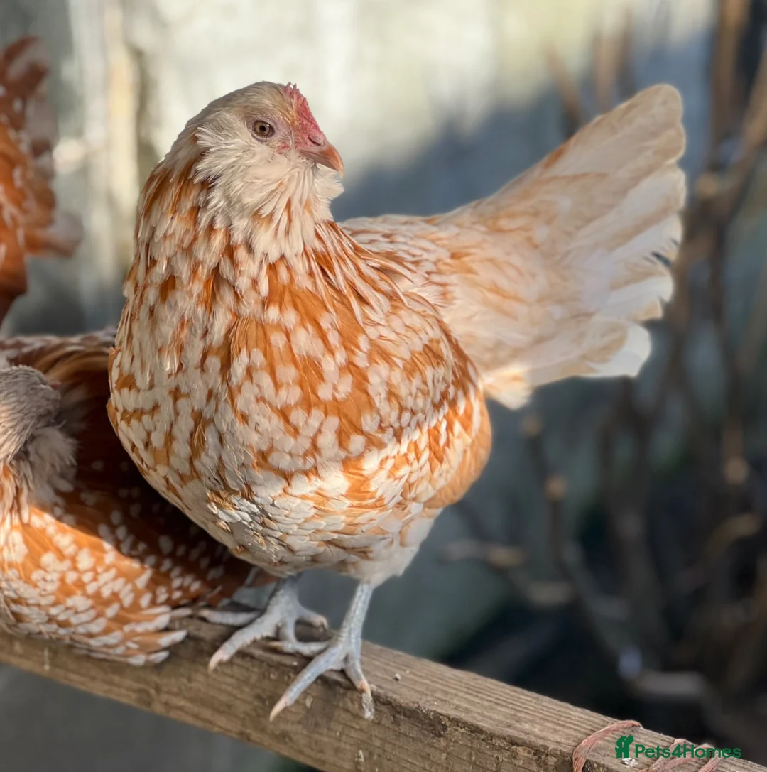 Chickens poultry for sale: Thuringian Rare Breed Hatching Eggs x 6 in Okehampton - Advert 7