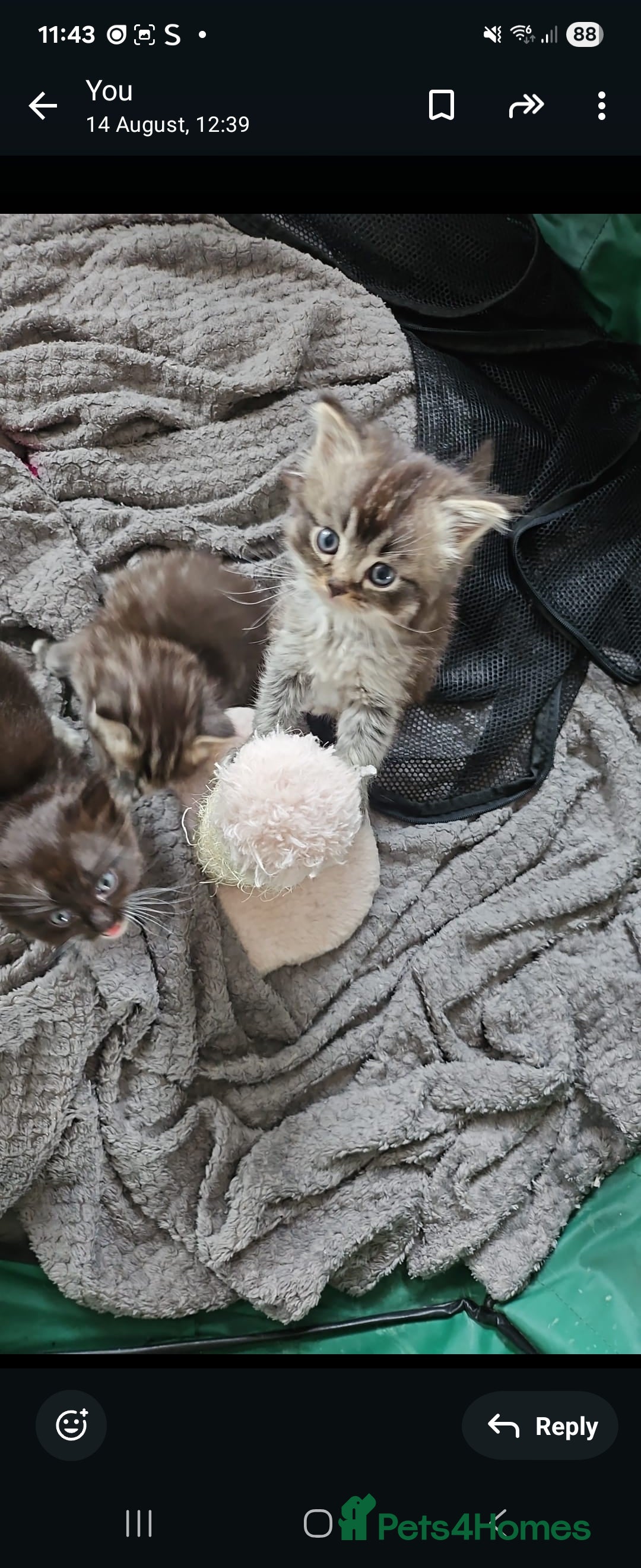 Mixed Breed cats for sale: Ragdoll x scottish fold kittens. Long haired - Image 14