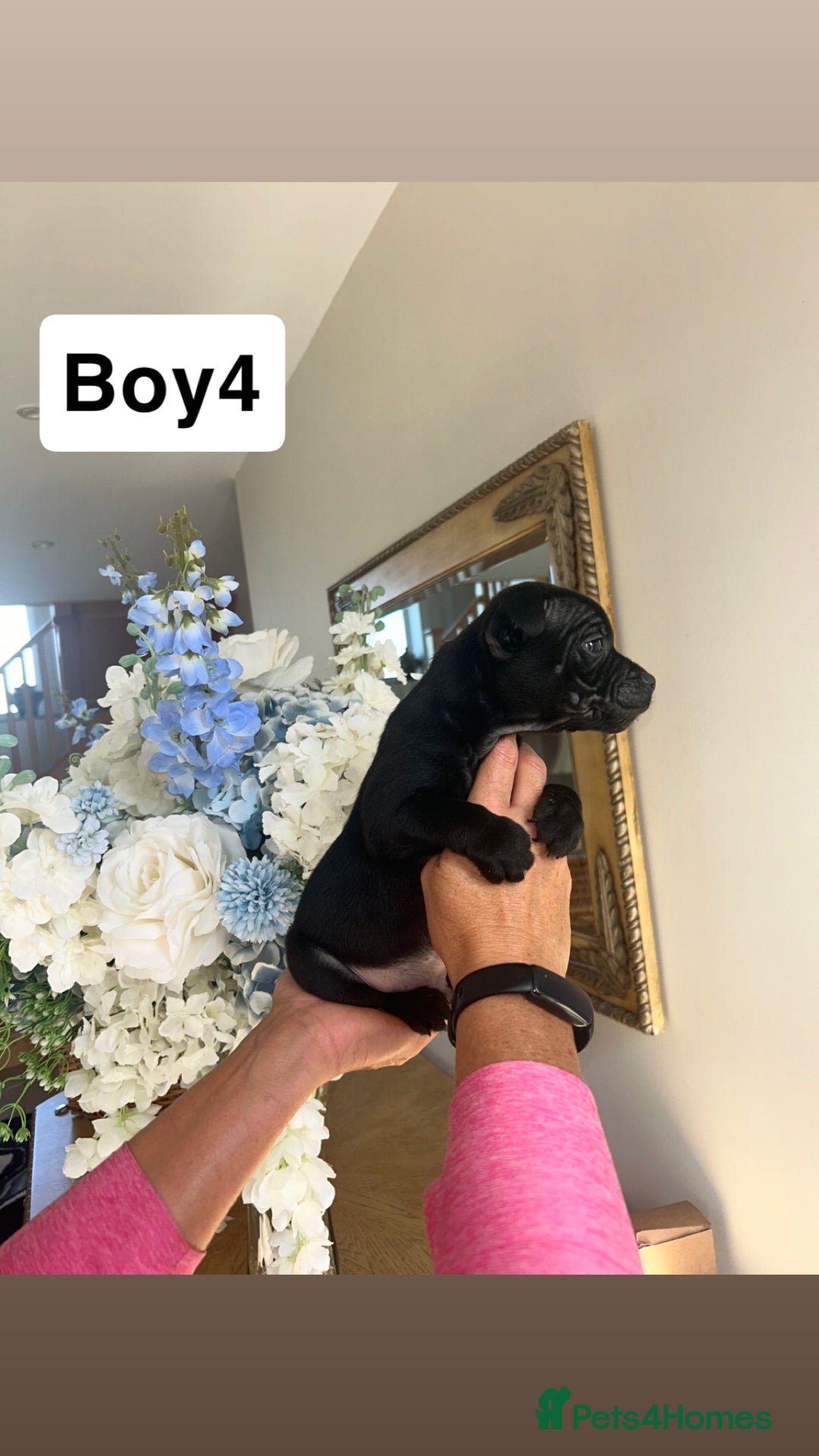 Staffordshire Bull Terrier dogs for sale: Beautiful staffordshire bull terrier puppies  - Image 23