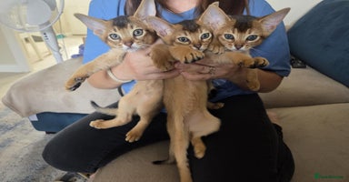 Abyssinian cats - Advert 4