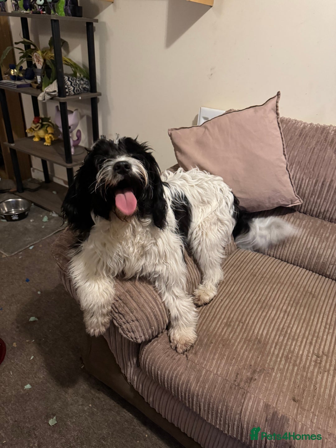 Mixed Breed dogs for sale: 7 Spinger cross Shihpoo puppies - Advert 20