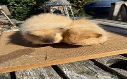 Guinea Pig rodents for sale: Pure bred California & Swiss guineapigs  - Image 1