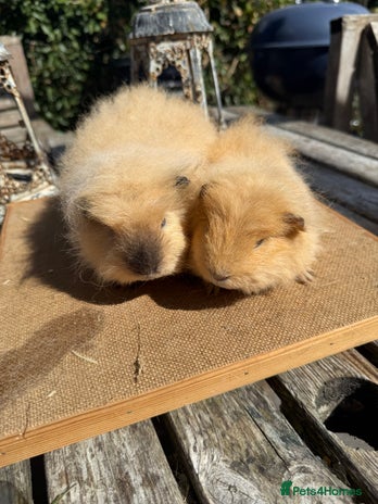 Guinea Pig rodents - Advert 1
