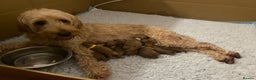 Mixed Breed dogs for sale: Miniature Double Doodles - Advert 1
