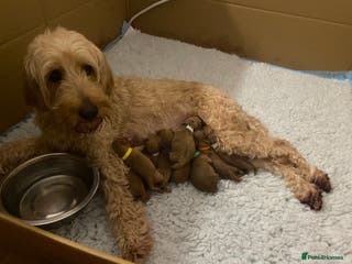 Mixed Breed dogs Miniature Double Doodles - Advert 1