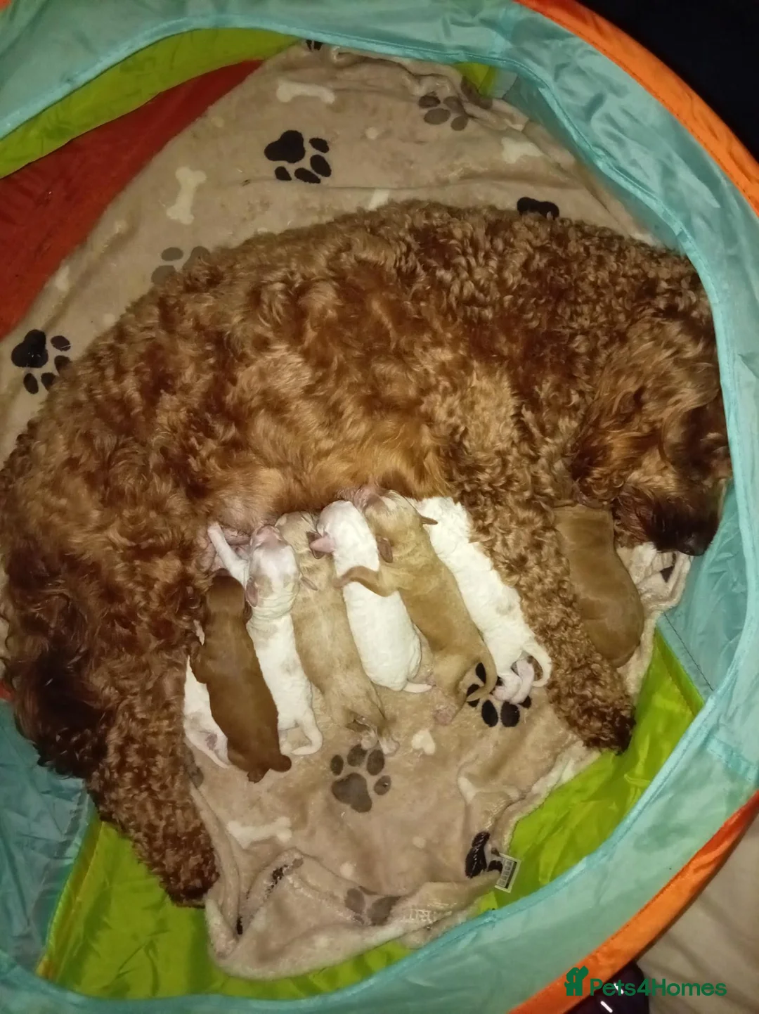 Cockapoo dogs for sale: F2 cockapoos  - Advert 2