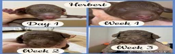 Toy Poodle dogs for sale: Chocolate toy poodles  - Advert 7