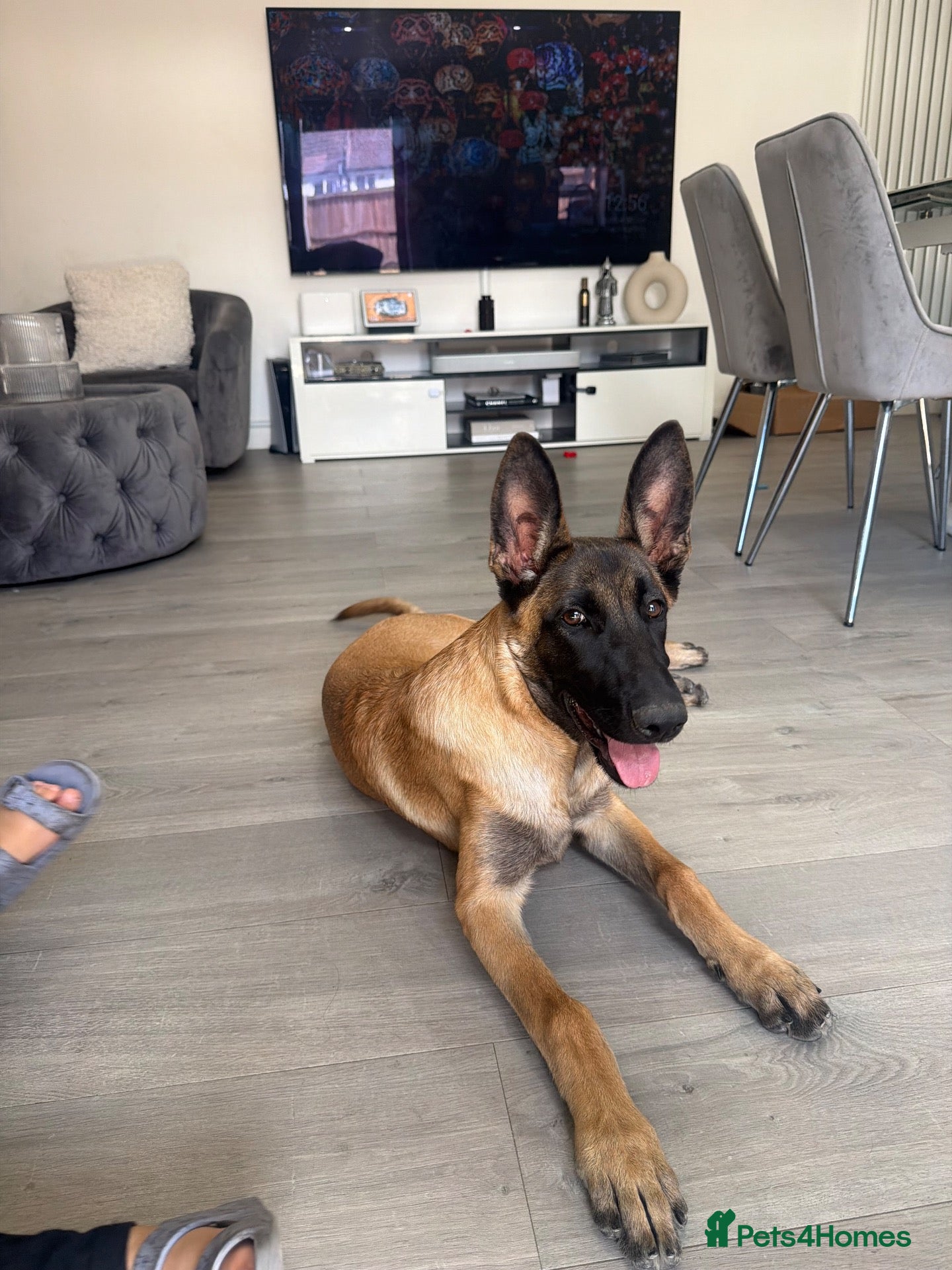 Belgian Shepherd Dog dogs female - Advert 1