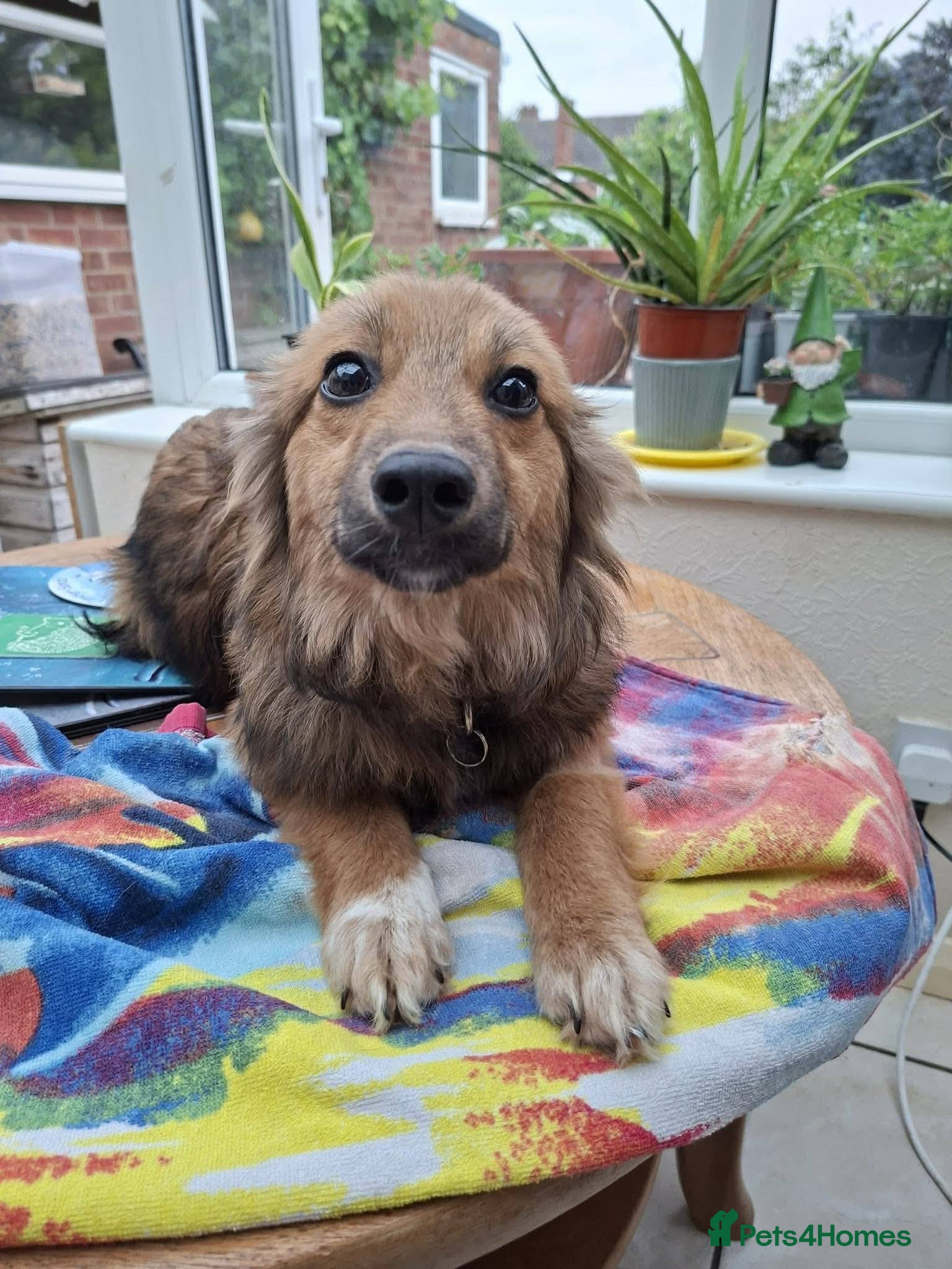 Mixed Breed dogs Blossom for adoption - Advert 1