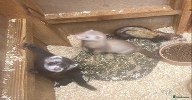 Ferret rodents - Advert 6
