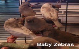 Finches birds for sale: Baby finches for sale £10 each - Image 6