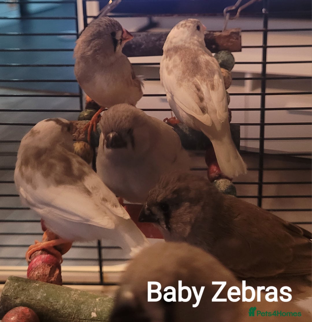 Finches birds for sale: Baby finches for sale £10 each - Image 6