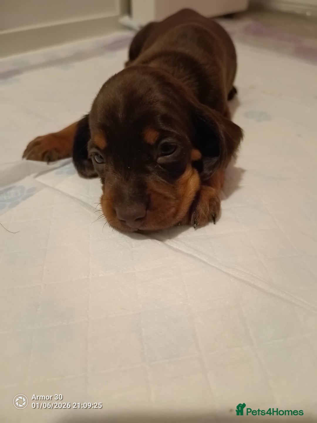 Miniature Dachshund dogs for sale: Miniature dachshund puppies  - Advert 6