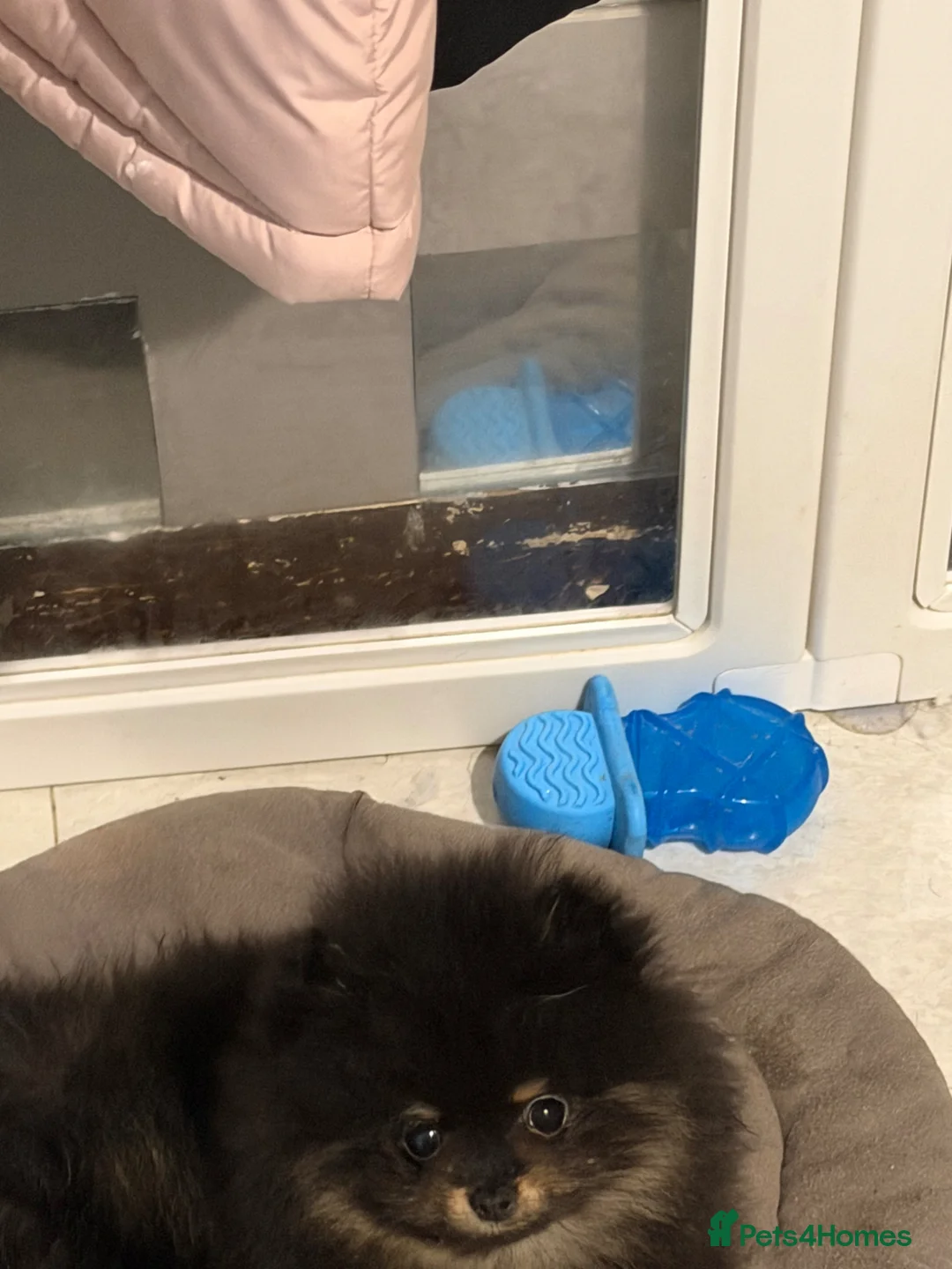 Pomeranian dogs for sale: Black & tan Pomeranian's 2xboys 1x girl    - Advert 2