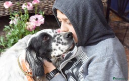 English Setter dogs for adoption: Guay  - Image 4
