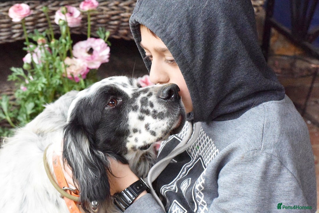 English Setter dogs for adoption: Guay  - Image 4