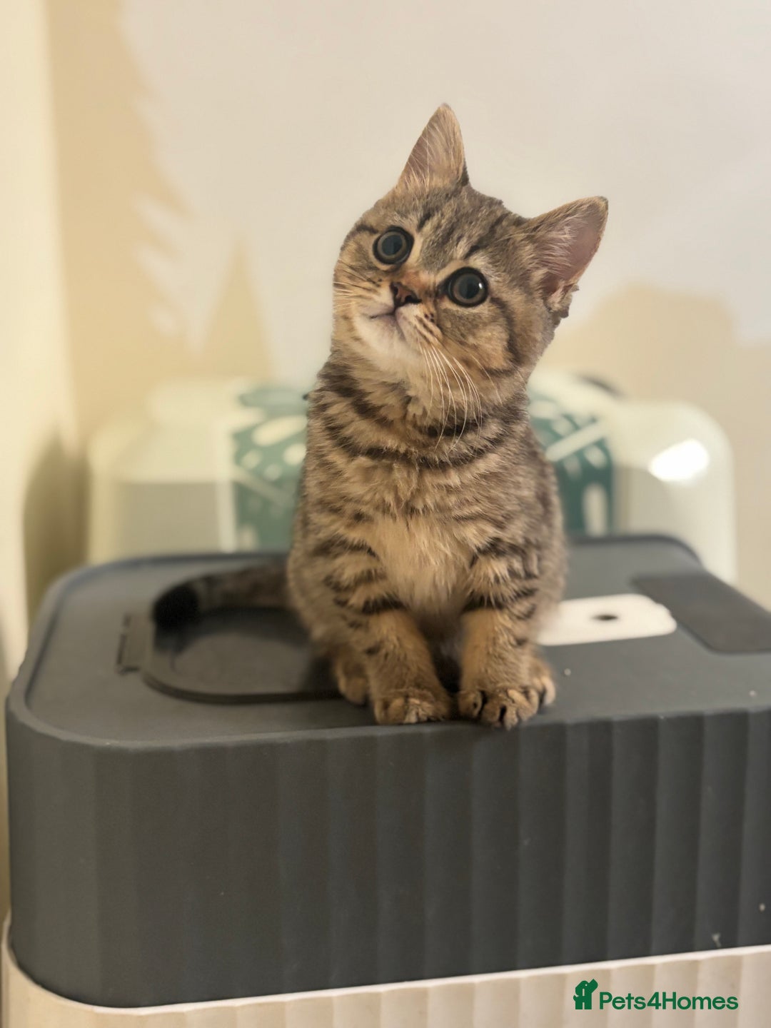 British Shorthair cats for sale: Ready to go BS kittens  - Image 34