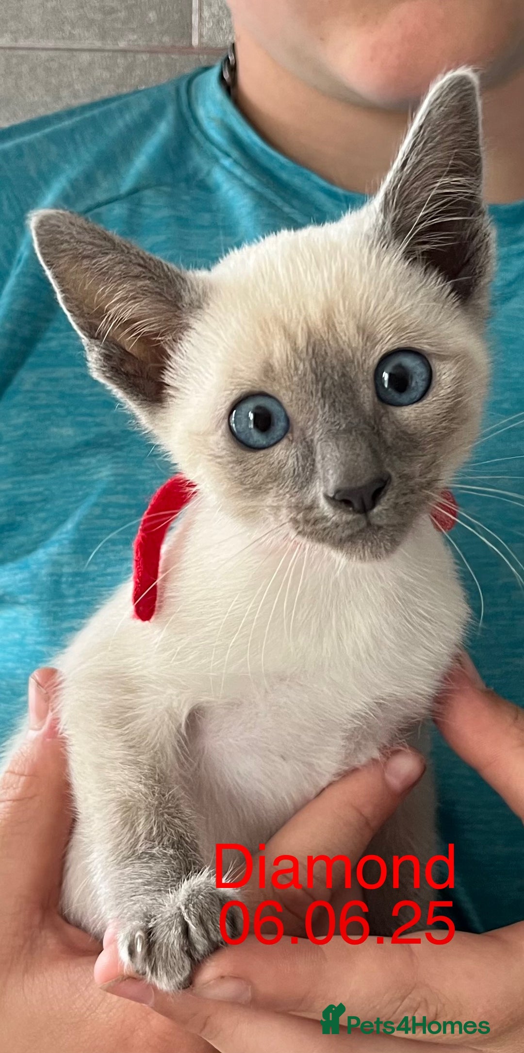 Siamese cats for sale: Blue Point Siamese  - Image 16