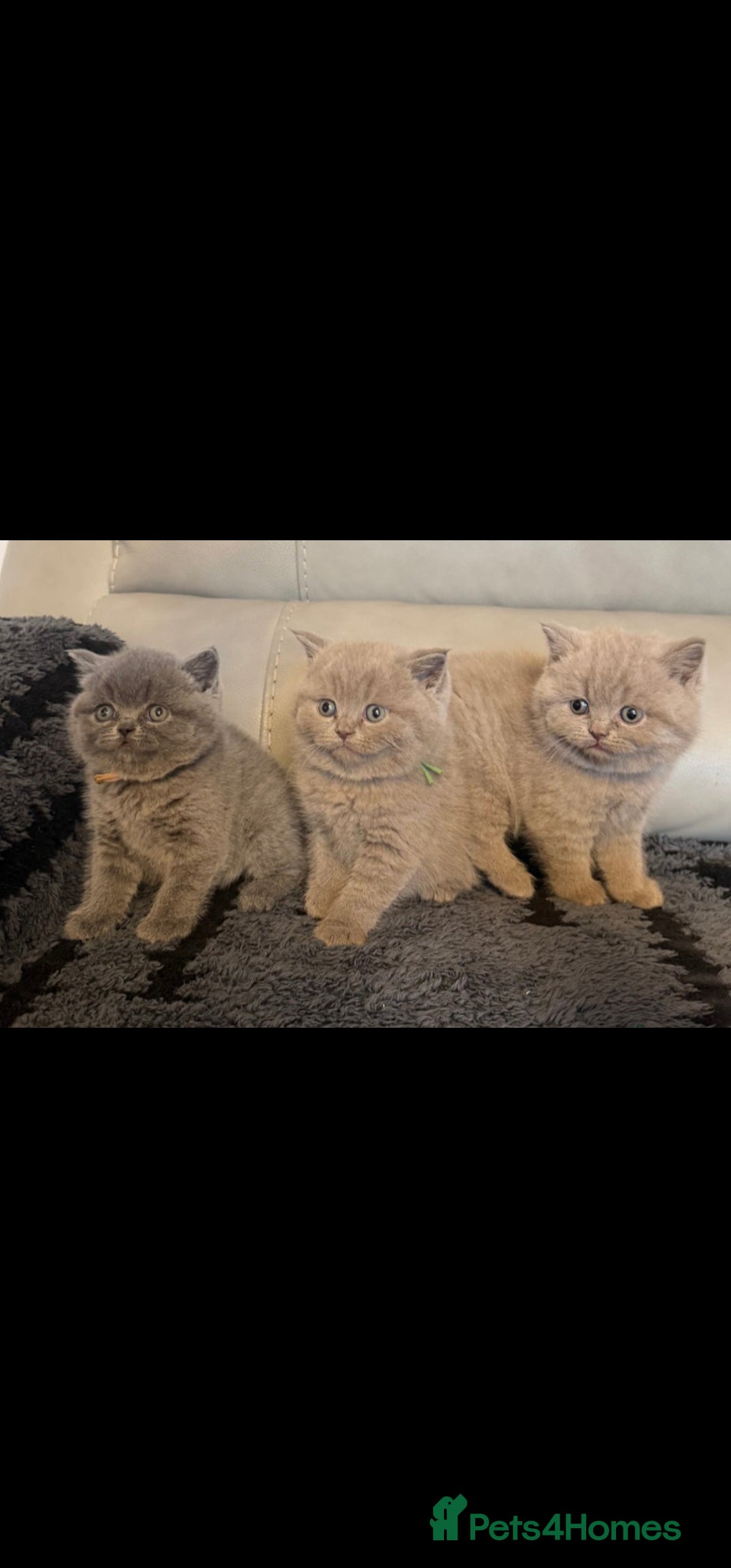 British Shorthair cats STUNNING! CHUNKY! Pure British Shorthair Kittens! - Advert 1