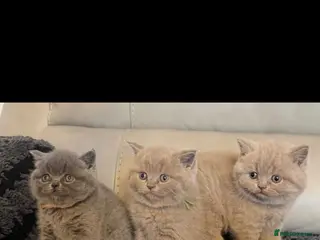 British Shorthair cats STUNNING! CHUNKY! Pure British Shorthair Kittens! - Advert 1