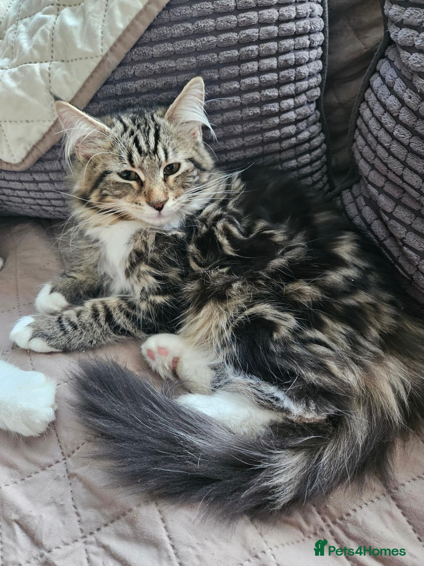 Maine Coon cats for sale: Exceptionally beautiful last 2 Main Con girls - Advert 1
