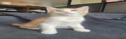 Mixed Breed cats for sale: Beautiful mixed breed kittens for sale - Advert 9