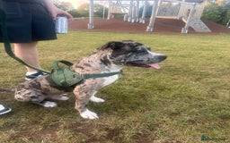 Mixed Breed dogs for sale: Catahoula leopard dog x Staffordshire Bull terrier - Image 4