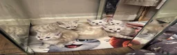 Bengal cats for sale: Snow/Leopard Bengal Kittens - Advert 10