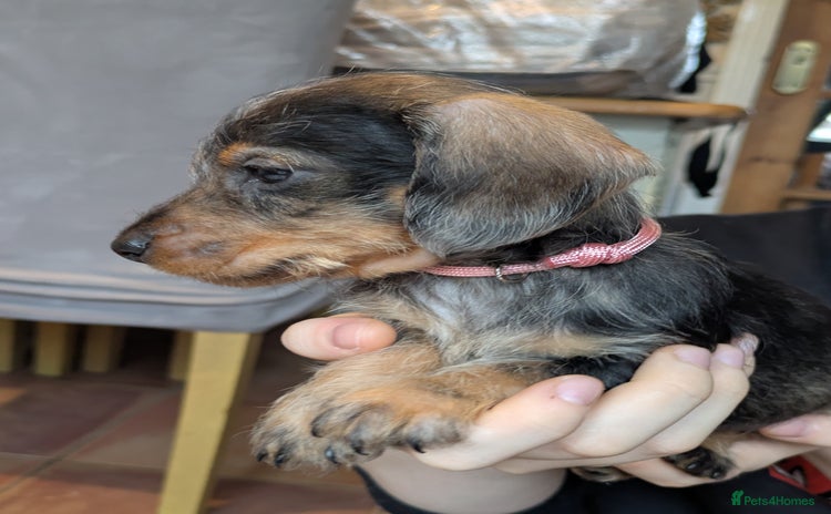 Miniature Dachshund dogs - Advert 14