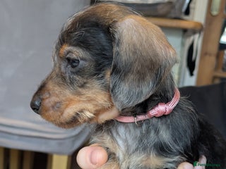 Miniature Dachshund dogs - Advert 1