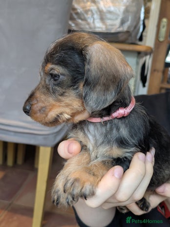 Miniature Dachshund dogs - Advert 1