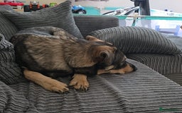 Mixed Breed dogs for sale: Max The GSD X Rottweiler  - Image 5