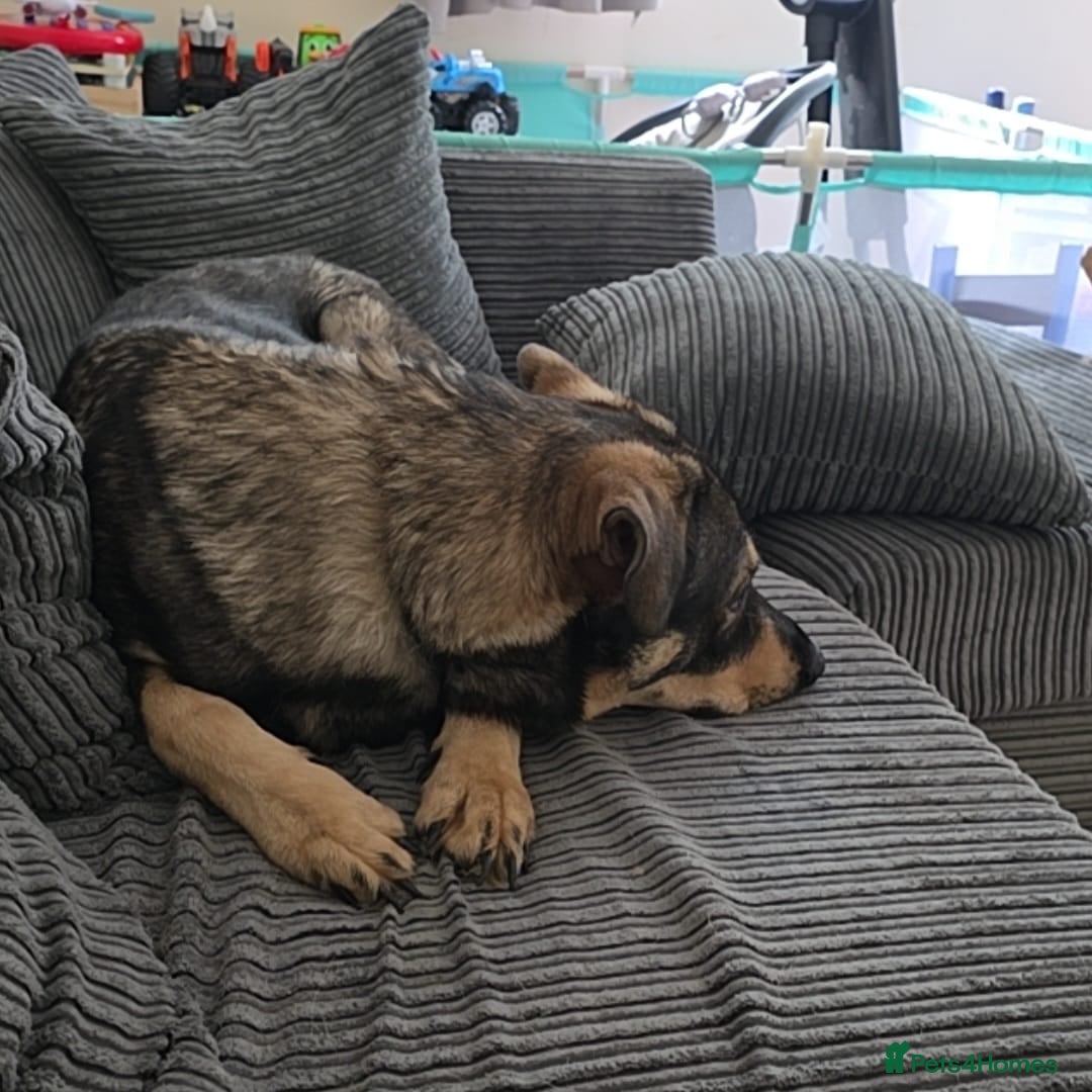 Mixed Breed dogs for sale: Max The GSD X Rottweiler  - Image 5