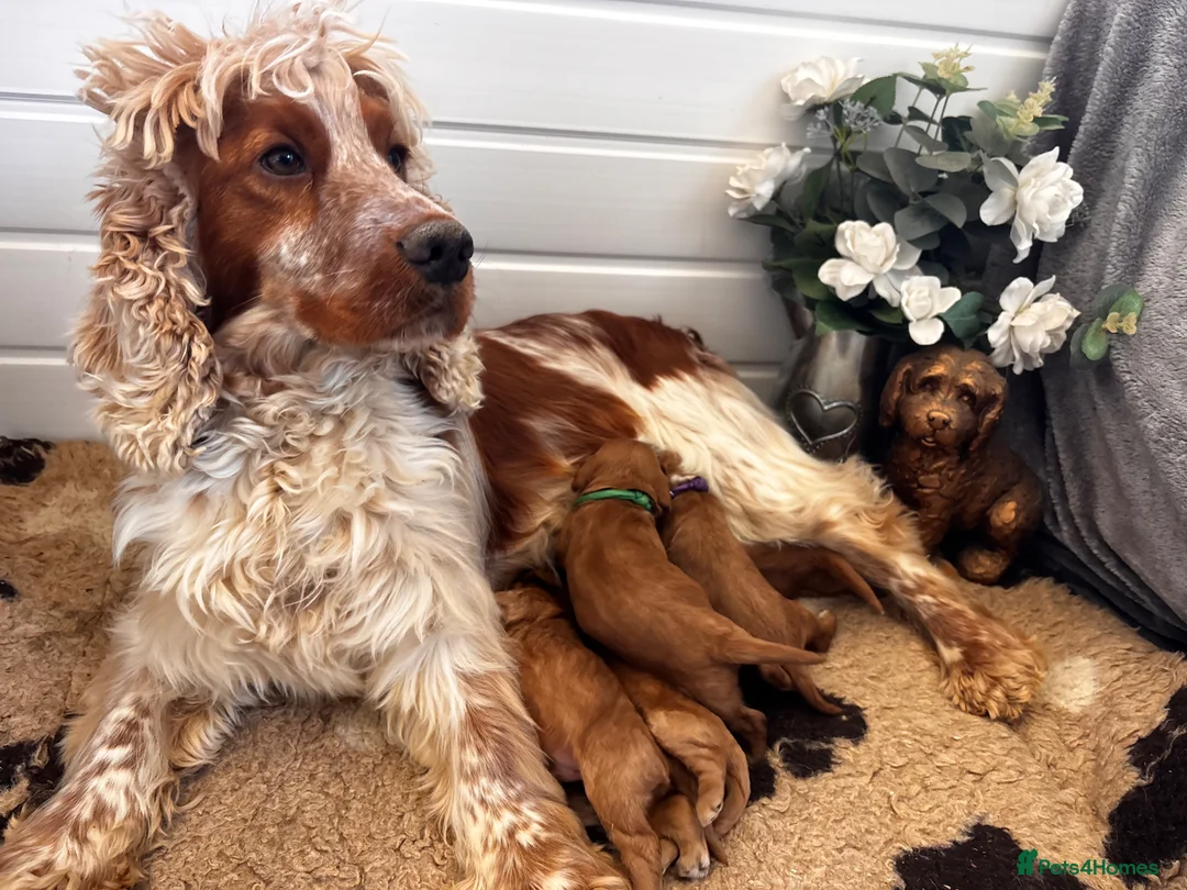 Cockapoo dogs for sale: *Hereditry Clear Cockapoo puppies 🐶* - Advert 2