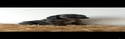 Cockapoo dogs for sale: Stunning f1 cockapoo puppies  in Sheffield - Advert 4