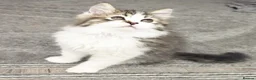 Mixed Breed cats for sale: Adorable Ragdoll x Persian Kittens – 2 Left - Advert 9