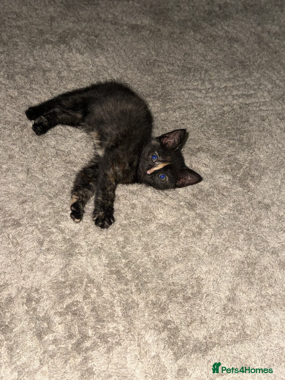Mixed Breed cats for sale: Lovely kittens ready to be rehomed  - Advert 2