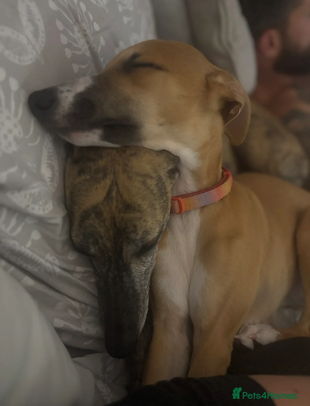 Whippet dogs for sale: Beautiful 11 month old whippet bitch  - Advert 2