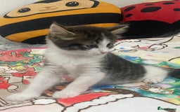 Mixed Breed cats for sale: Mix maine cone kittens  - Image 8