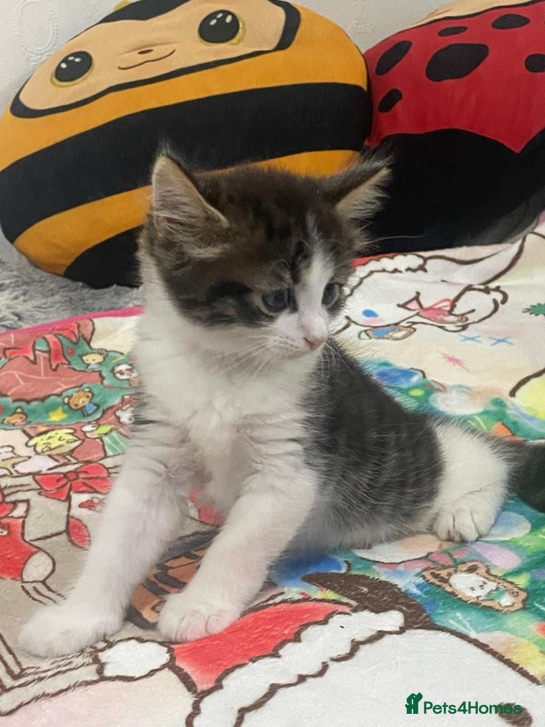 Mixed Breed cats for sale: Mix maine cone kittens  - Image 8
