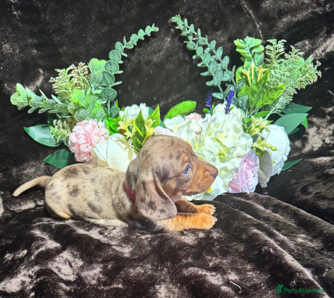 Miniature Dachshund dogs for sale: BEAUTIFUL KC MINI DACHSHUND READY TO LEAVE 23/12   - Advert 9