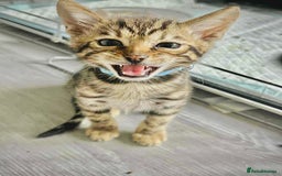 Bengal cats for sale: Beautiful boy bengal  - Image 2